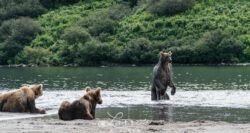 bears-25