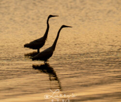 egret-sunrise-1