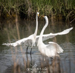 egrets-dancing-1
