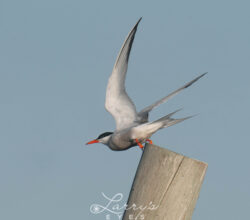 tern-taking-off-1