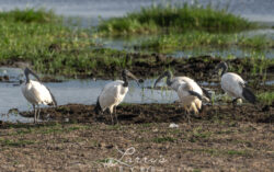 sacred-ibis