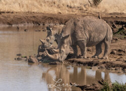 rhino-thirst_