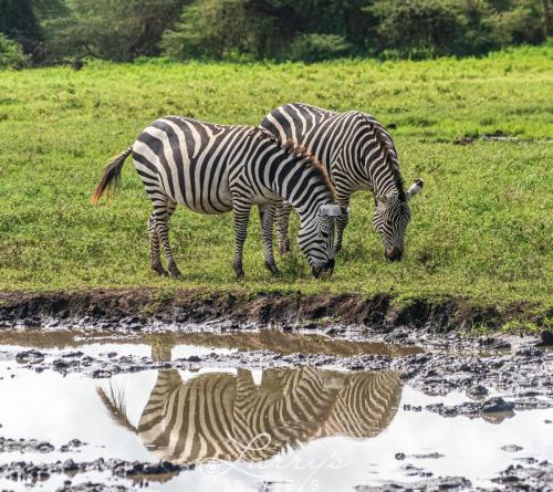 Ngorongoro Crater