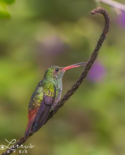 Colombia