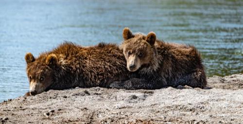 Bears of Kamchatka