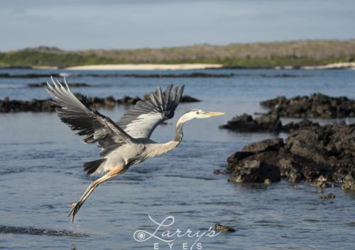 Galapagos