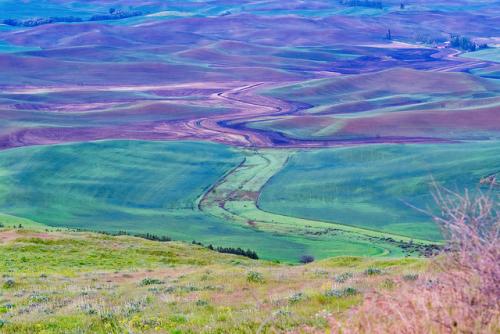 palouse16