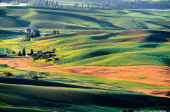 palouse7