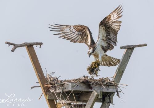 Ospreys