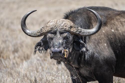 African-Buffalo 