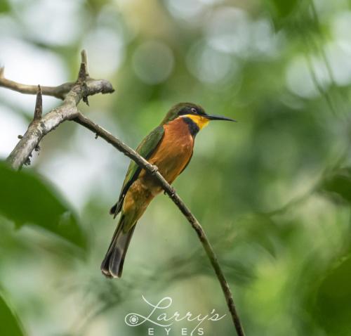 Bee-Eater 