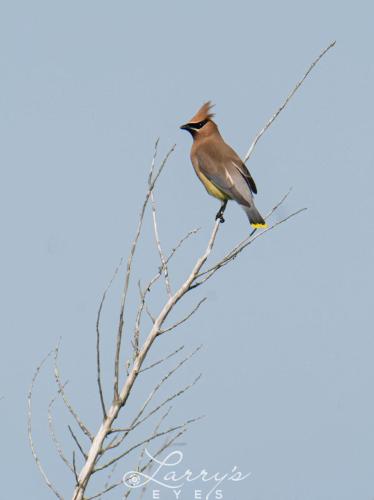 Cedar-Wax-Wing-1-scaled