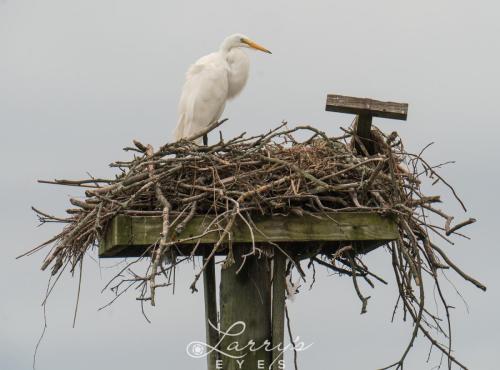 Confused-Egret-1