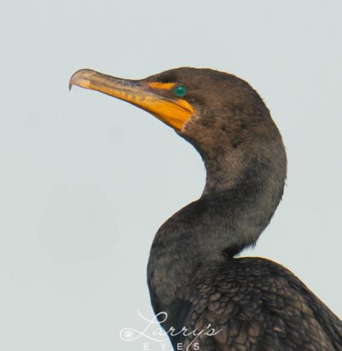 Cormorant-Portrait