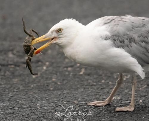 Crab-Seagull-1