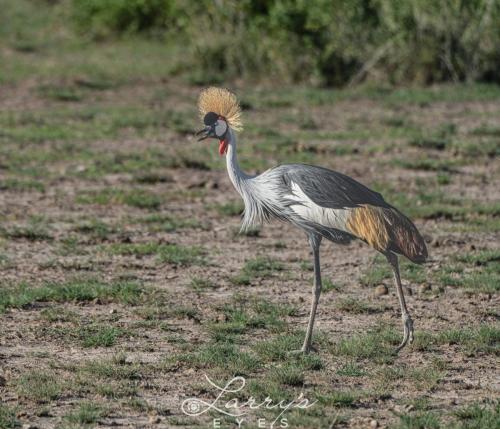 Crowned-Crane