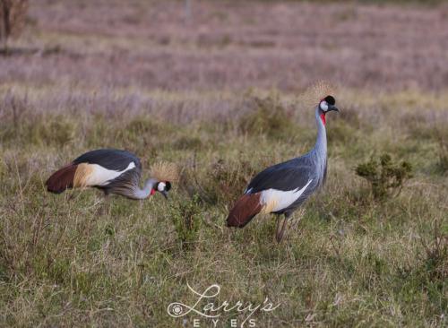 Crowned-Crane 