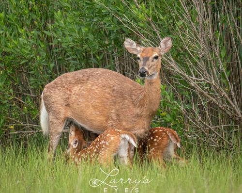 Deer-Nursing-1-scaled