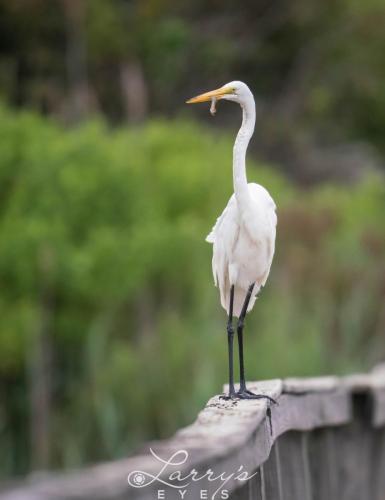 Egret-Eating-1-scaled