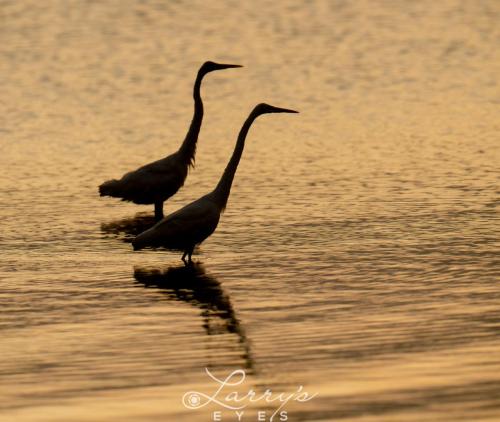 Egret-Sunrise-1