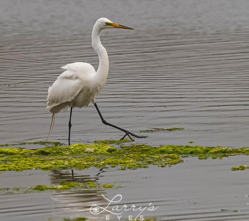 Egret-Water-1