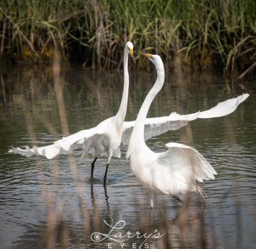 Egrets-Dancing-1-scaled