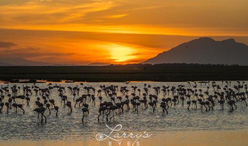 Flamingo-Sunset 