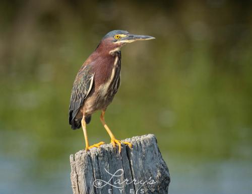 Green-Heron-1-scaled