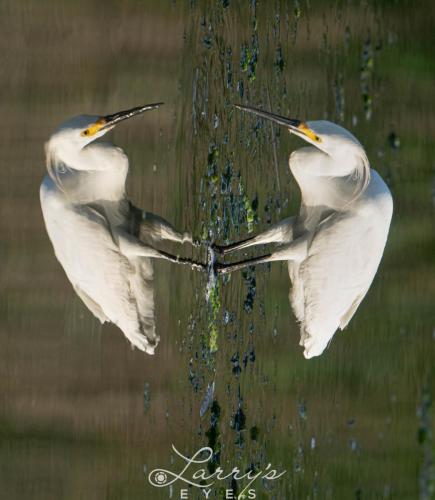 Guess-Egrets-1-scaled