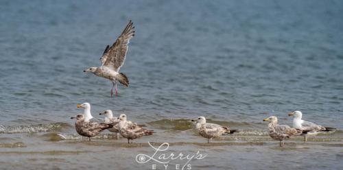 Gulls1-1-scaled