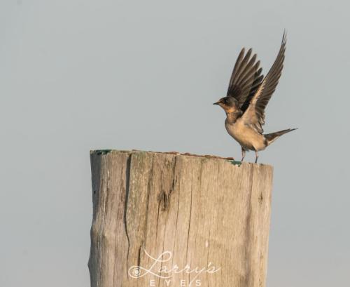 House-Sparrow-1