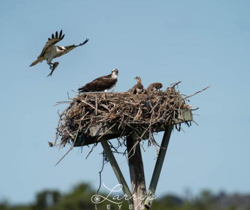 Osprey-Eating-1-scaled