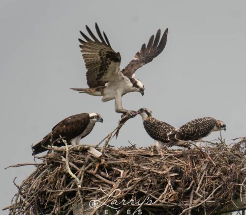 Osprey-Feeding-1-scaled