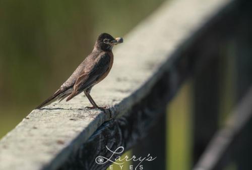 Robin-Eating-1-scaled