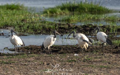 Sacred-Ibis