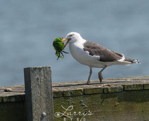 Seagull-Eye-1-scaled