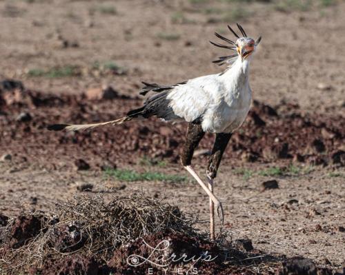 Secretary-Bird 