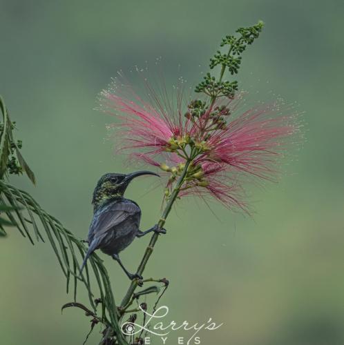 Sunbird