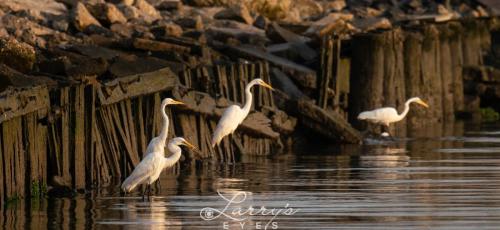 Sunrise-Egret-1