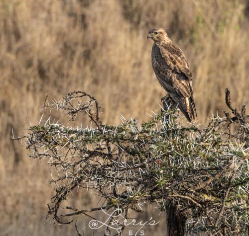 Tawny-Eagle 