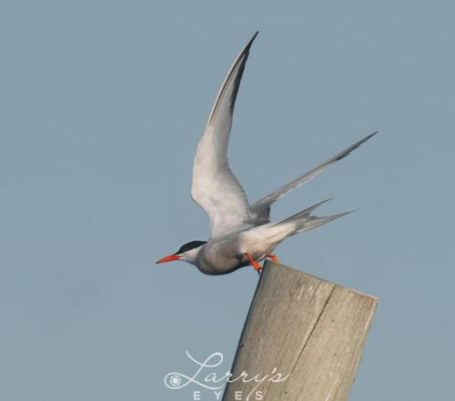 Tern-Taking-Off-1-scaled