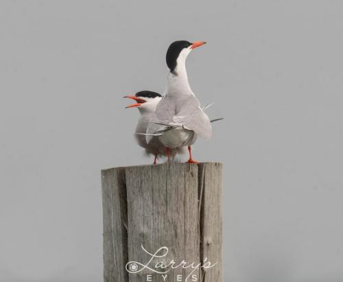 Terns-1-scaled