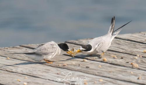 Terns-Fighting-1-scaled