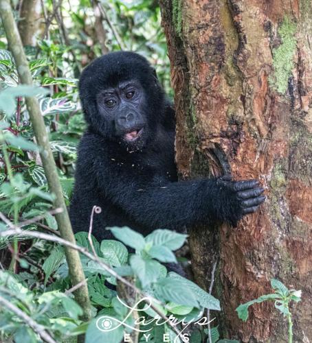 Tree-Snack