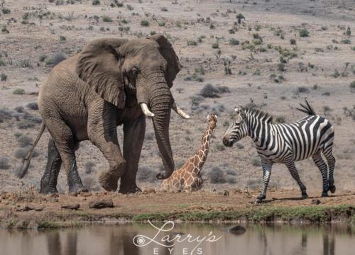 Water-Hole-Gathering 