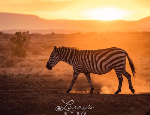 Zebra-Sunset 