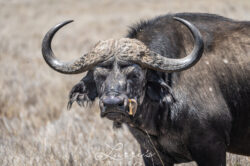 african-buffalo_