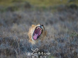 roaring-in-the-grass_